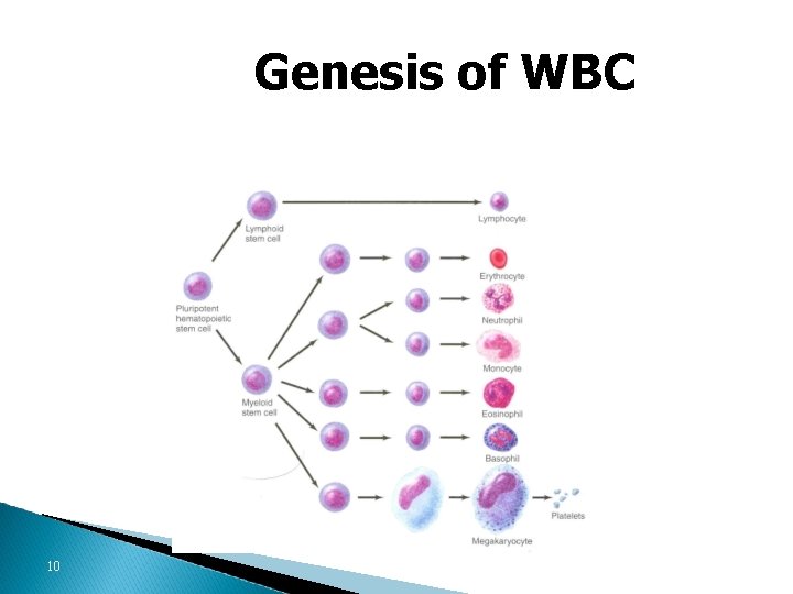 Genesis of WBC 10 