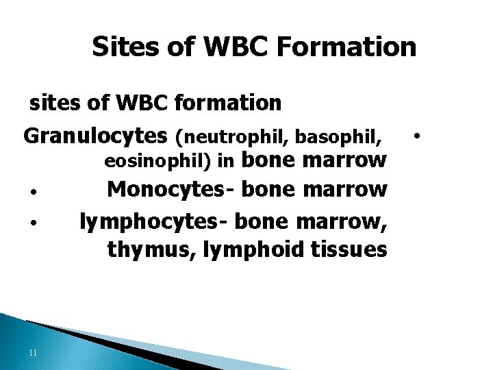 Sites of WBC Formation sites of WBC formation Granulocytes (neutrophil, basophil, eosinophil) in bone