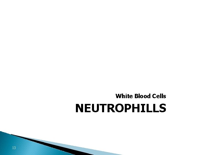 White Blood Cells NEUTROPHILLS 13 