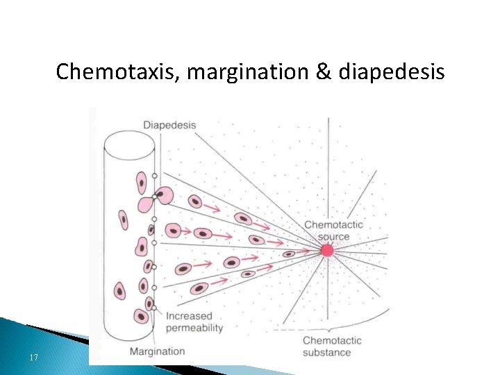 Chemotaxis, margination & diapedesis Dr Sitelbanat 2011 17 