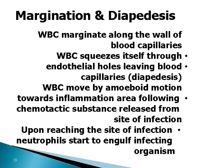 Margination & Diapedesis WBC marginate along the wall of blood capillaries WBC squeezes itself