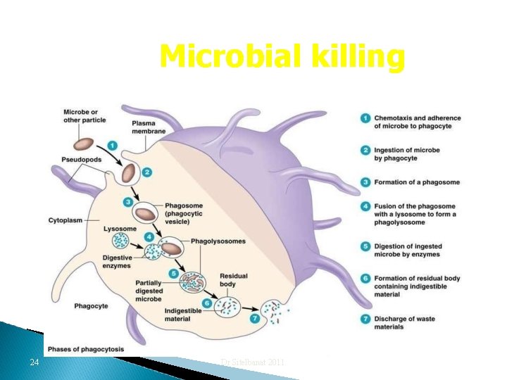 Microbial killing 24 Dr Sitelbanat 2011 