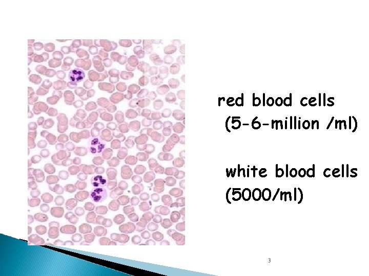 red blood cells (5 -6 -million /ml) white blood cells (5000/ml) 3 