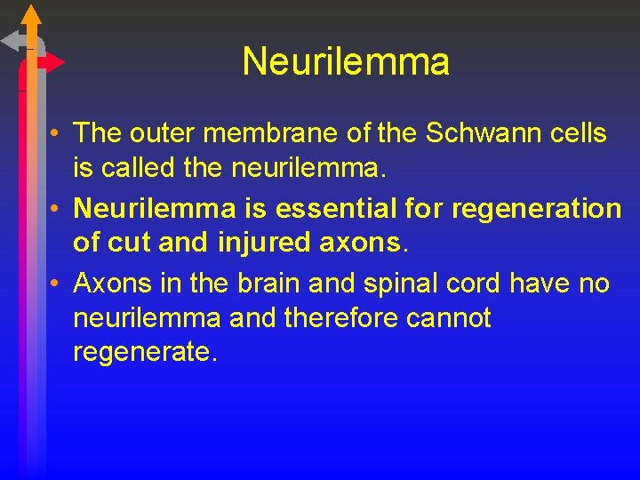 Neurilemma • The outer membrane of the Schwann cells is called the neurilemma. •