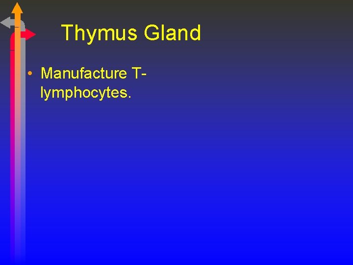Thymus Gland • Manufacture Tlymphocytes. 