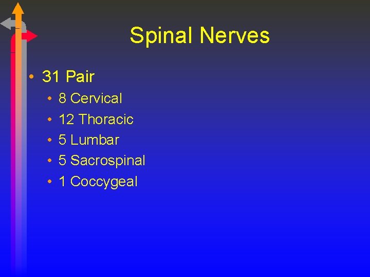 Spinal Nerves • 31 Pair • • • 8 Cervical 12 Thoracic 5 Lumbar