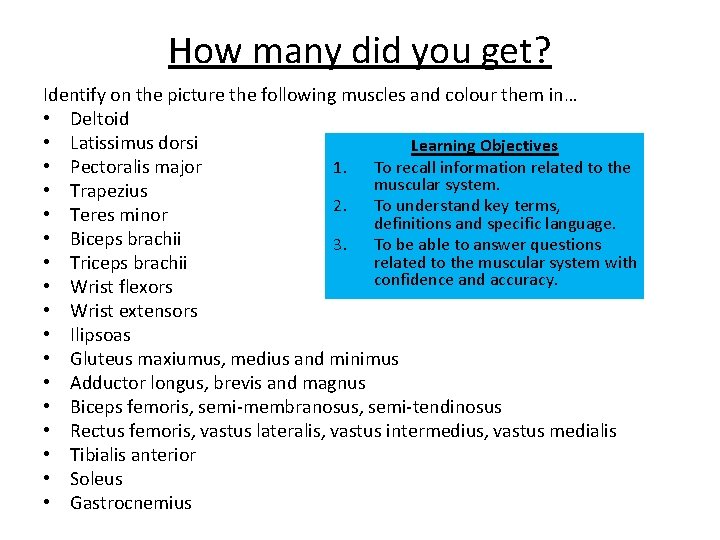 How many did you get? Identify on the picture the following muscles and colour
