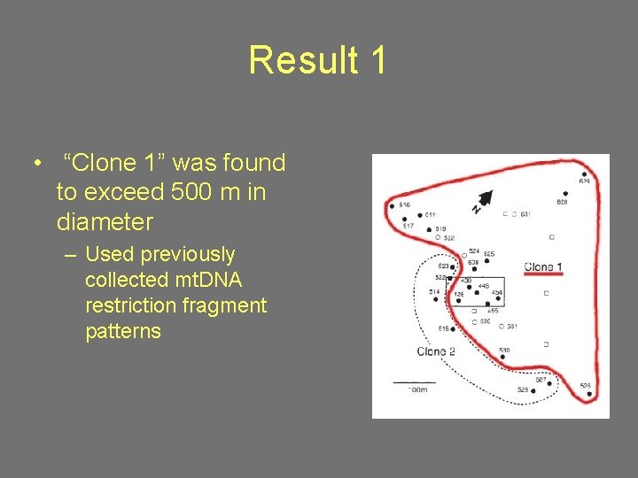 Result 1 • “Clone 1” was found to exceed 500 m in diameter –