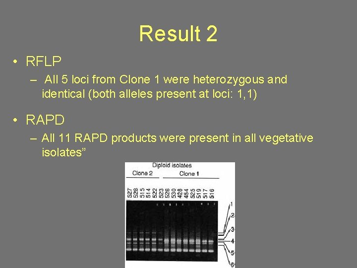 Result 2 • RFLP – All 5 loci from Clone 1 were heterozygous and