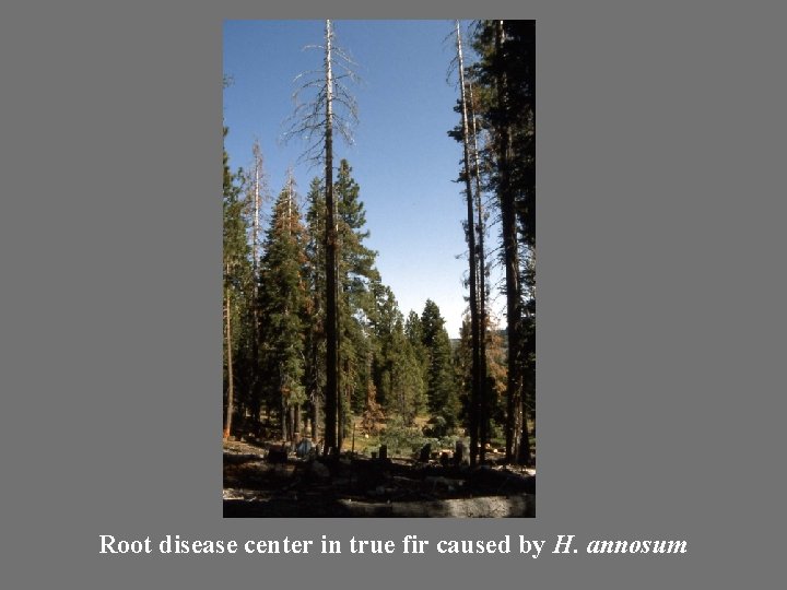 Root disease center in true fir caused by H. annosum 