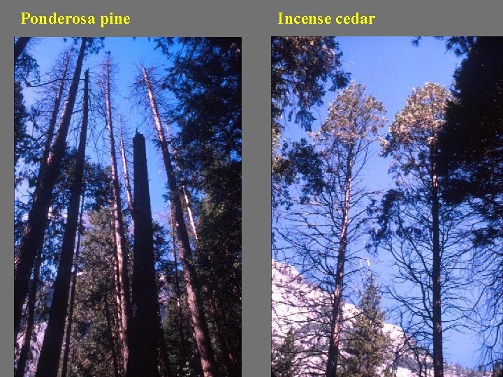 Ponderosa pine Incense cedar 