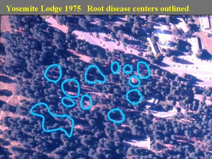 Yosemite Lodge 1975 Root disease centers outlined 