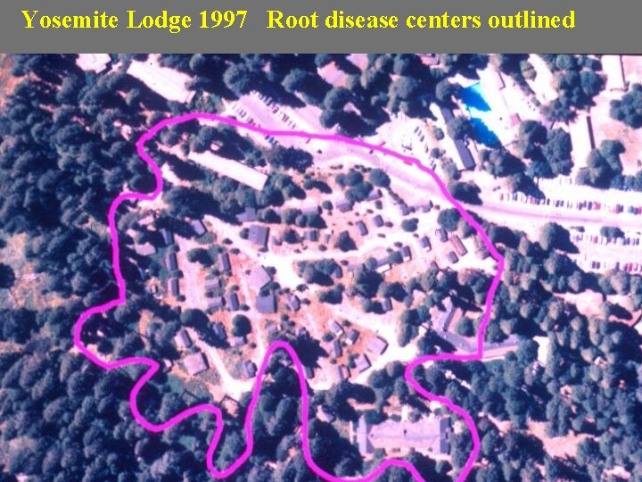 Yosemite Lodge 1997 Root disease centers outlined 