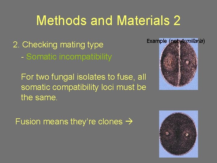 Methods and Materials 2 2. Checking mating type - Somatic incompatibility For two fungal