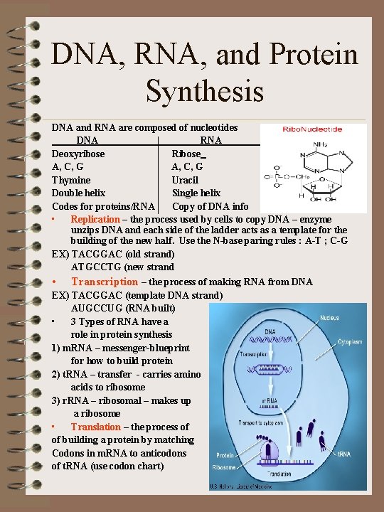 DNA, RNA, and Protein Synthesis DNA and RNA are composed of nucleotides DNA RNA______