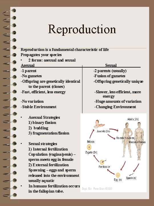 Reproduction is a fundamental characteristic of life Propagates your species • 2 forms: asexual