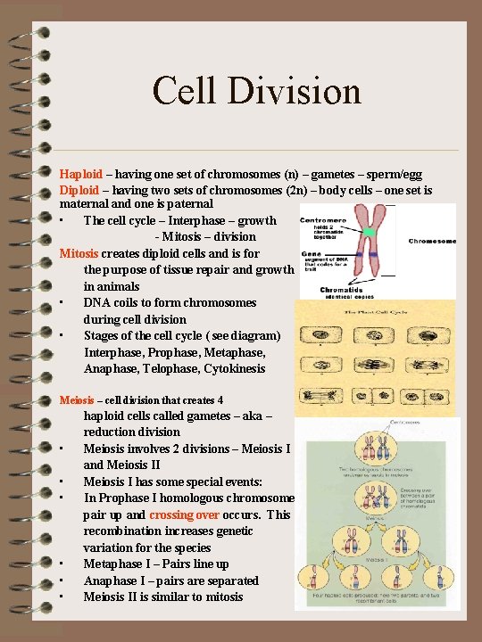 Cell Division Haploid – having one set of chromosomes (n) – gametes – sperm/egg