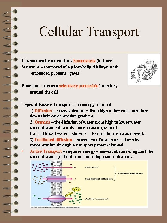 Cellular Transport Plasma membrane controls homeostasis (balance) Structure – composed of a phospholipid bilayer