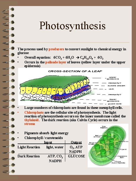 Photosynthesis The process used by producers to convert sunlight to chemical energy in glucose
