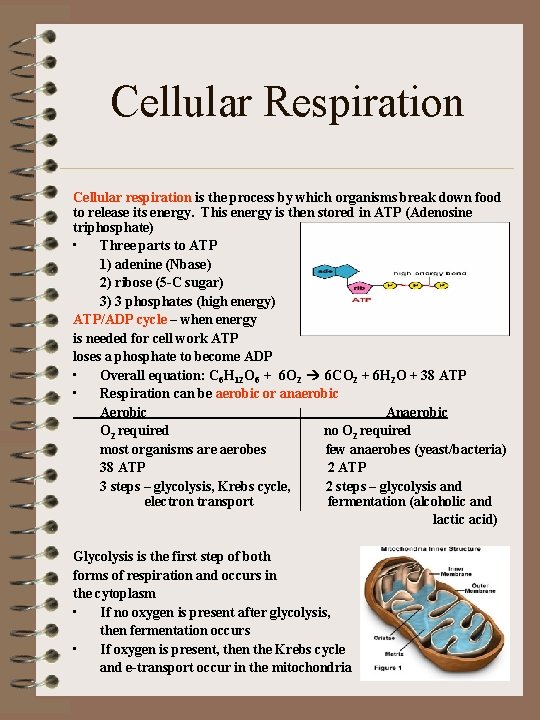 Cellular Respiration Cellular respiration is the process by which organisms break down food to