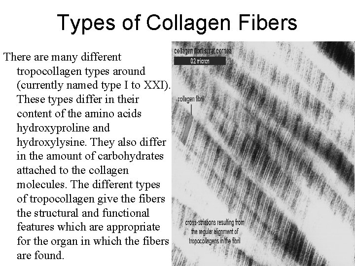 Types of Collagen Fibers There are many different tropocollagen types around (currently named type