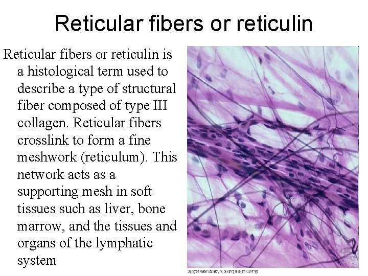 Reticular fibers or reticulin is a histological term used to describe a type of