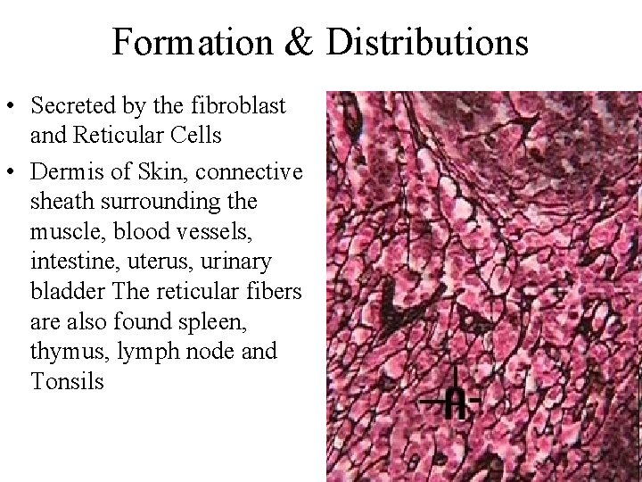 Formation & Distributions • Secreted by the fibroblast and Reticular Cells • Dermis of Formation & Distributions • Secreted by the fibroblast and Reticular Cells • Dermis of