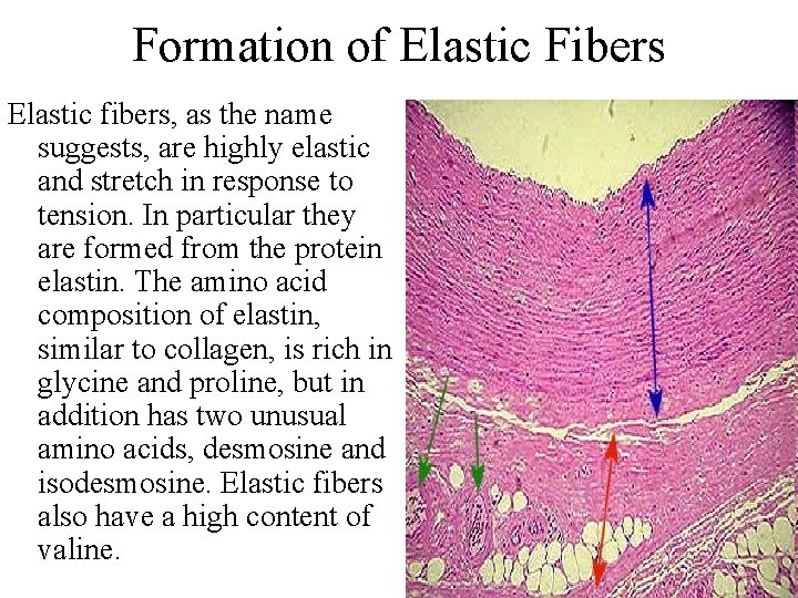 Formation of Elastic Fibers Elastic fibers, as the name suggests, are highly elastic and