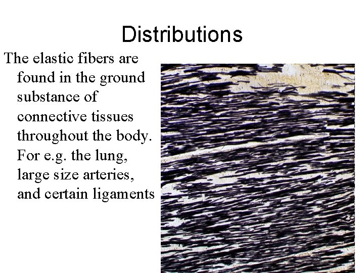 Distributions The elastic fibers are found in the ground substance of connective tissues throughout Distributions The elastic fibers are found in the ground substance of connective tissues throughout