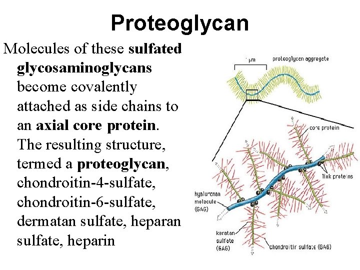 Proteoglycan Molecules of these sulfated glycosaminoglycans become covalently attached as side chains to an