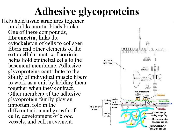 Adhesive glycoproteins Help hold tissue structures together much like mortar binds bricks. One of
