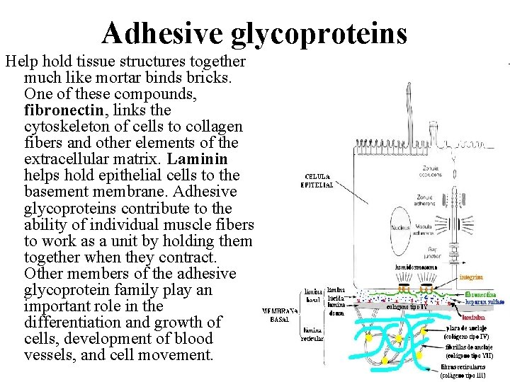 Adhesive glycoproteins Help hold tissue structures together much like mortar binds bricks. One of Adhesive glycoproteins Help hold tissue structures together much like mortar binds bricks. One of