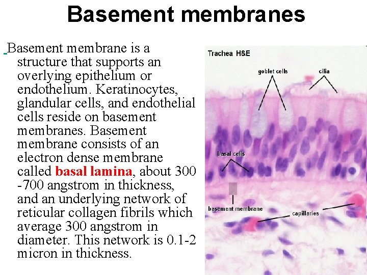 Basement membranes Basement membrane is a structure that supports an overlying epithelium or endothelium.