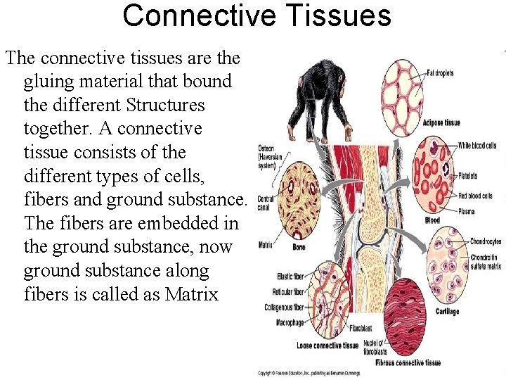 Connective Tissues The connective tissues are the gluing material that bound the different Structures
