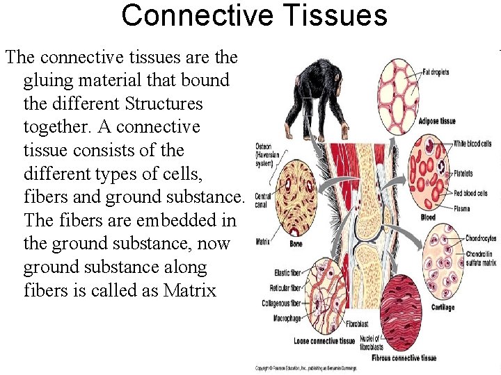 Connective Tissues The connective tissues are the gluing material that bound the different Structures Connective Tissues The connective tissues are the gluing material that bound the different Structures