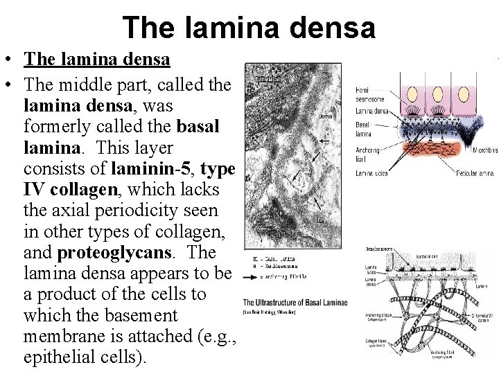 The lamina densa • The lamina densa • The middle part, called the lamina