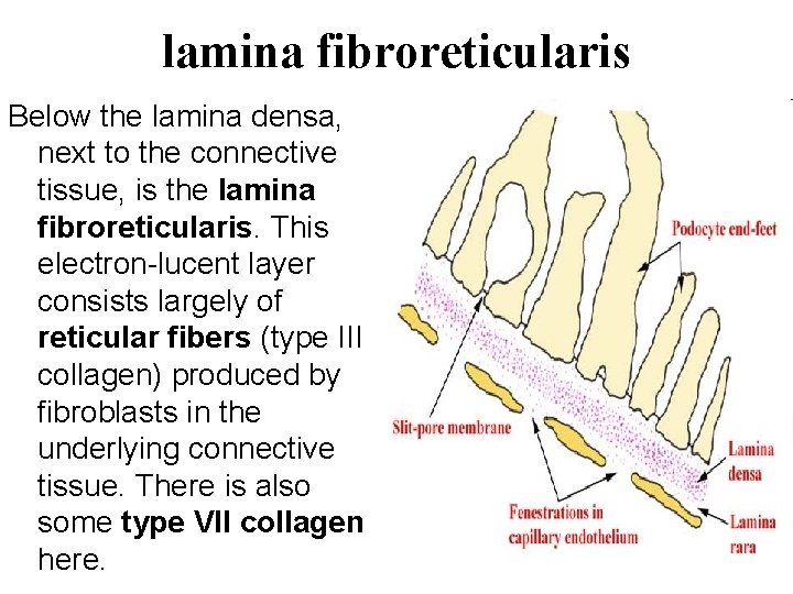 lamina fibroreticularis Below the lamina densa, next to the connective tissue, is the lamina