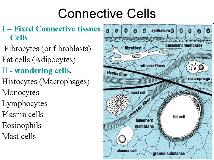 Connective Cells I – Fixed Connective tissues Cells Fibrocytes (or fibroblasts) Fat cells (Adipocytes) Connective Cells I – Fixed Connective tissues Cells Fibrocytes (or fibroblasts) Fat cells (Adipocytes)