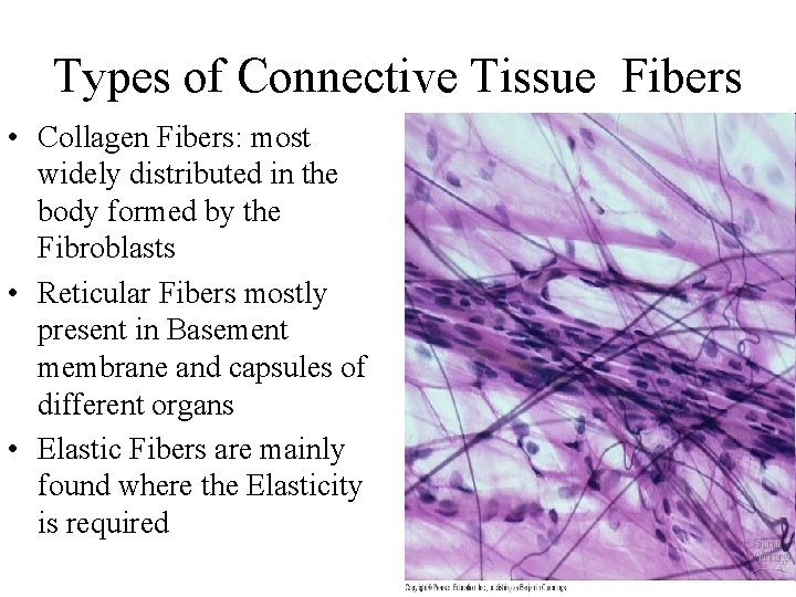 Types of Connective Tissue Fibers • Collagen Fibers: most widely distributed in the body