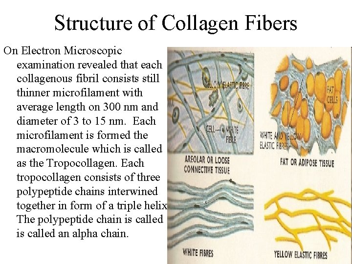 Structure of Collagen Fibers On Electron Microscopic examination revealed that each collagenous fibril consists