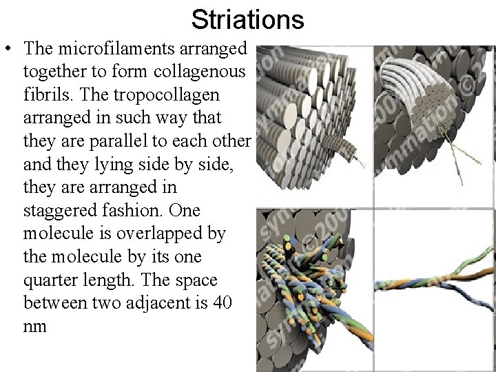 Striations • The microfilaments arranged together to form collagenous fibrils. The tropocollagen arranged in Striations • The microfilaments arranged together to form collagenous fibrils. The tropocollagen arranged in