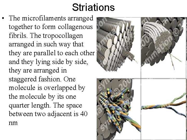 Striations • The microfilaments arranged together to form collagenous fibrils. The tropocollagen arranged in