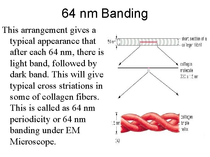 64 nm Banding This arrangement gives a typical appearance that after each 64 nm,