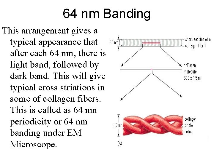 64 nm Banding This arrangement gives a typical appearance that after each 64 nm, 64 nm Banding This arrangement gives a typical appearance that after each 64 nm,