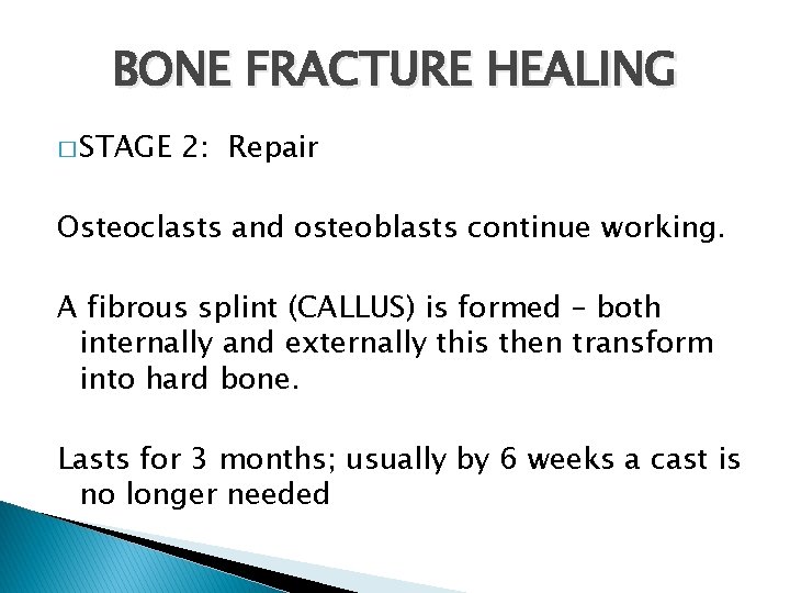 BONE FRACTURE HEALING � STAGE 2: Repair Osteoclasts and osteoblasts continue working. A fibrous