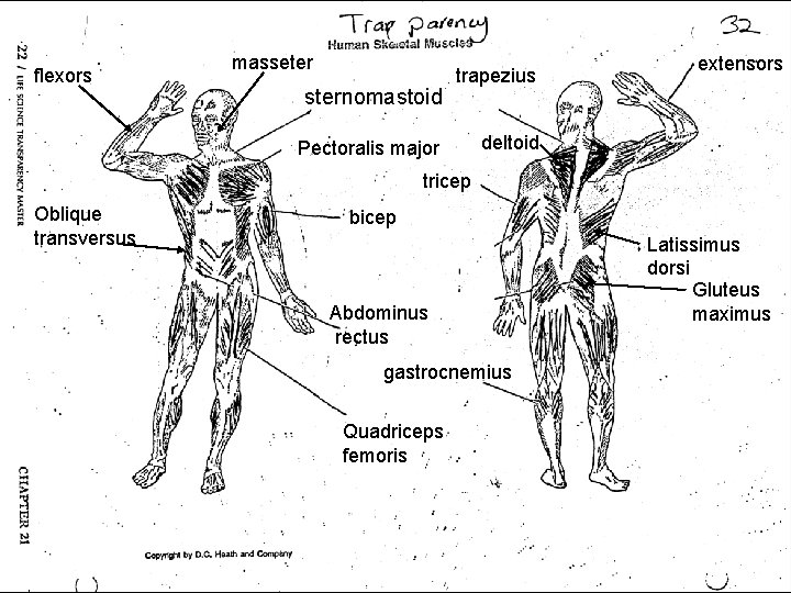 flexors masseter sternomastoid trapezius Pectoralis major extensors deltoid tricep Oblique transversus bicep Abdominus rectus