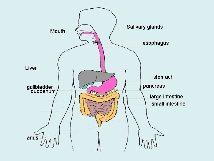 Mouth Salivary glands esophagus Liver stomach gallbladder duodenum anus pancreas large intestine small intestine