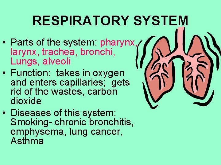 RESPIRATORY SYSTEM • Parts of the system: pharynx, larynx, trachea, bronchi, Lungs, alveoli •