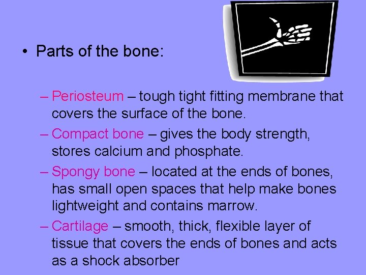  • Parts of the bone: – Periosteum – tough tight fitting membrane that