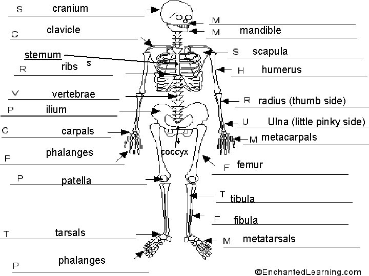 cranium clavicle mandible scapula sternum ribs s humerus vertebrae ilium radius (thumb side) Ulna